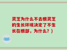 灵芝为什么不去根灵芝的生长环境决定了不生长在根部，为什么？)