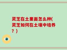 灵芝在土里面怎么种(灵芝如何在土壤中培养？)