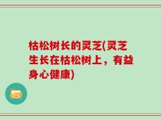 枯松树长的灵芝(灵芝生长在枯松树上，有益身心健康)