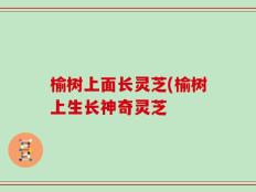 榆树上面长灵芝(榆树上生长神奇灵芝
