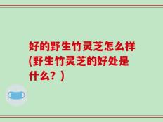 好的野生竹灵芝怎么样(野生竹灵芝的好处是什么？)