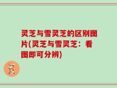 灵芝与雪灵芝的区别图片(灵芝与雪灵芝：看图即可分辨)