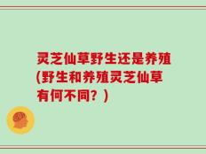 灵芝仙草野生还是养殖(野生和养殖灵芝仙草有何不同？)