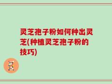 灵芝孢子粉如何种出灵芝(种植灵芝孢子粉的技巧)
