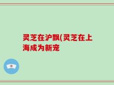 灵芝在沪飘(灵芝在上海成为新宠
