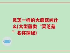 灵芝一样的大蘑菇叫什么(大型菌类“灵芝菇”名称探秘)