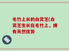 毛竹上长的白灵芝(白灵芝生长在毛竹上，拥有天然优势