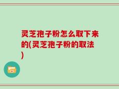 灵芝孢子粉怎么取下来的(灵芝孢子粉的取法)