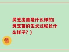 灵芝出苗是什么样的(灵芝苗的生长过程长什么样子？)