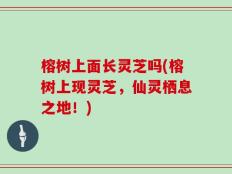 榕树上面长灵芝吗(榕树上现灵芝，仙灵栖息之地！)