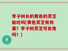 李子树长的黄色的灵芝能吃吗(黄色灵芝有效果？李子树灵芝可食用吗？)