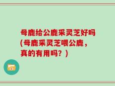 母鹿给公鹿采灵芝好吗(母鹿采灵芝喂公鹿，真的有用吗？)