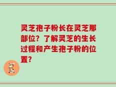 灵芝孢子粉长在灵芝那部位？了解灵芝的生长过程和产生孢子粉的位置？