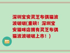 深圳宝安灵芝布偶猫波波啵啵(重磅！深圳宝安猫咪店拥有灵芝布偶猫波波啵啵上市！)