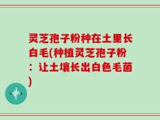 灵芝孢子粉种在土里长白毛(种植灵芝孢子粉：让土壤长出白色毛菌)