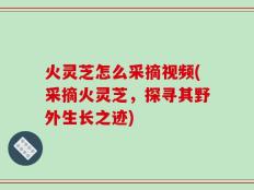 火灵芝怎么采摘视频(采摘火灵芝，探寻其野外生长之迹)