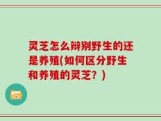 灵芝怎么辩别野生的还是养殖(如何区分野生和养殖的灵芝？)