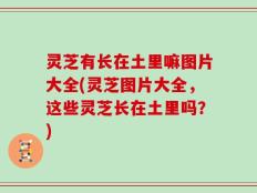 灵芝有长在土里嘛图片大全(灵芝图片大全，这些灵芝长在土里吗？)
