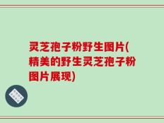 灵芝孢子粉野生图片(精美的野生灵芝孢子粉图片展现)