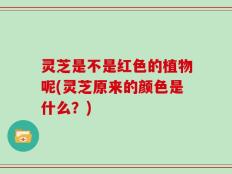 灵芝是不是红色的植物呢(灵芝原来的颜色是什么？)