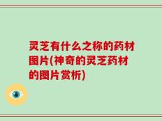 灵芝有什么之称的药材图片(神奇的灵芝药材的图片赏析)