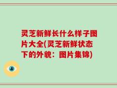 灵芝新鲜长什么样子图片大全(灵芝新鲜状态下的外貌：图片集锦)