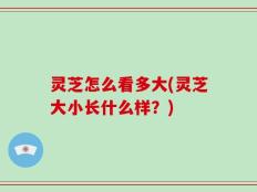灵芝怎么看多大(灵芝大小长什么样？)