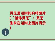 灵芝是活树长的吗图片(“活体灵芝”：灵芝生长在活树上图片揭示)