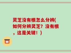 灵芝没有根怎么分辨(如何分辨灵芝？没有根，这是关键！)