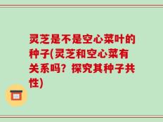 灵芝是不是空心菜叶的种子(灵芝和空心菜有关系吗？探究其种子共性)