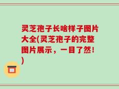 灵芝孢子长啥样子图片大全(灵芝孢子的完整图片展示，一目了然！)