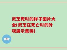 灵芝死时的样子图片大全(灵芝在死亡时的外观展示集锦)