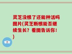 灵芝没根了还能种活吗图片(灵芝断根能否继续生长？看图告诉你！)