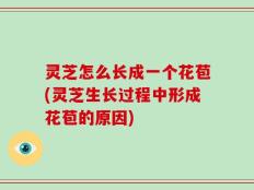 灵芝怎么长成一个花苞(灵芝生长过程中形成花苞的原因)