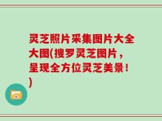 灵芝照片采集图片大全大图(搜罗灵芝图片，呈现全方位灵芝美景！)