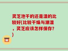 灵芝泡干的还是湿的比较好(比较干燥与潮湿，灵芝应该怎样保存？)