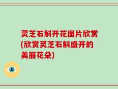 灵芝石斛开花图片欣赏(欣赏灵芝石斛盛开的美丽花朵)