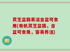 灵芝盆栽易活含盆可食用(有机灵芝盆栽，含盆可食用，容易养活)