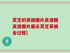 灵芝的采摘图片高清图高清图片展示灵芝采摘全过程)