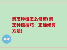 灵芝种植怎么修剪(灵芝种植技巧：正确修剪方法)