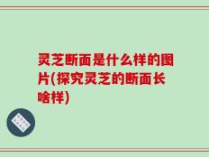 灵芝断面是什么样的图片(探究灵芝的断面长啥样)