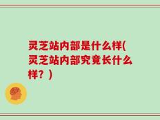 灵芝站内部是什么样(灵芝站内部究竟长什么样？)