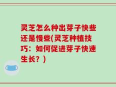 灵芝怎么种出芽子快些还是慢些(灵芝种植技巧：如何促进芽子快速生长？)