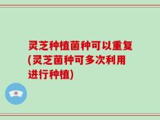 灵芝种植菌种可以重复(灵芝菌种可多次利用进行种植)