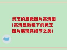 灵芝的显微图片高清图(高清显微镜下的灵芝图片展现其细节之美)