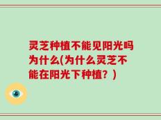灵芝种植不能见阳光吗为什么(为什么灵芝不能在阳光下种植？)