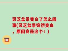 灵芝盆景变白了怎么回事(灵芝盆景突然变白，原因竟是这个！)