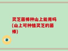 灵芝菌棒种山上能用吗(山上可种植灵芝的菌棒)