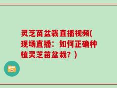灵芝苗盆栽直播视频(现场直播：如何正确种植灵芝苗盆栽？)