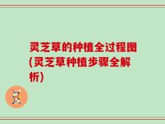 灵芝草的种植全过程图(灵芝草种植步骤全解析)